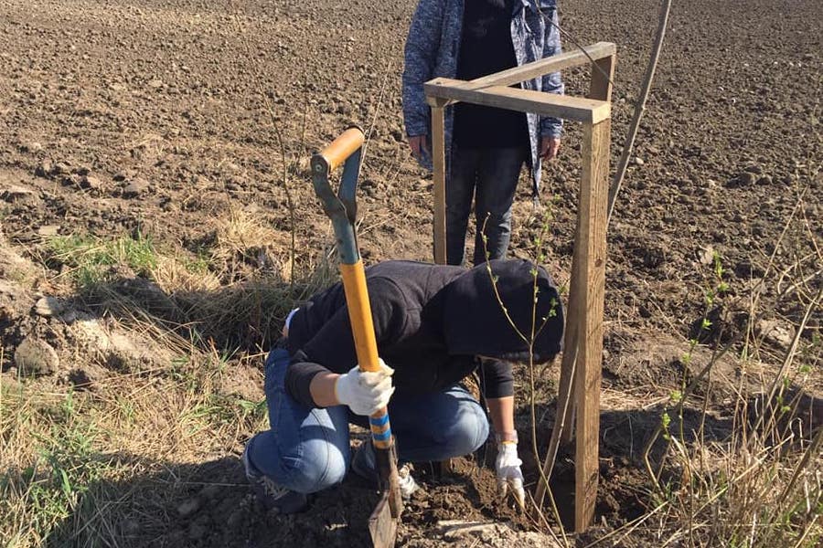 Общественники исправили недочеты, допущенные Алихановым при посадке деревьев
