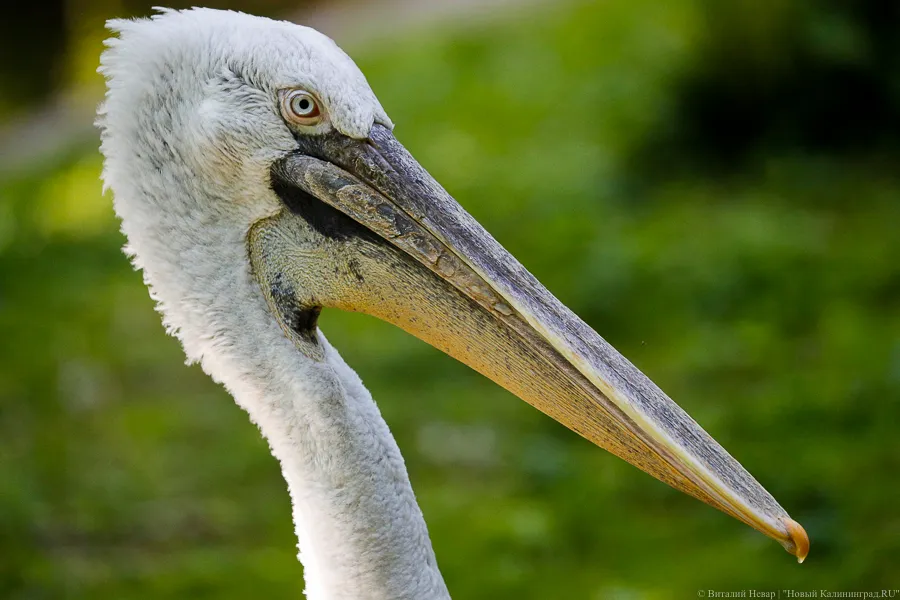 Фото: Виталий Невар / Новый Калининград