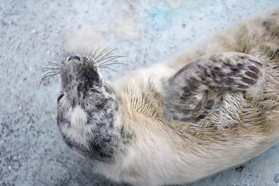 Мама, это я: в Калининградском зоопарке родились три тюлененка