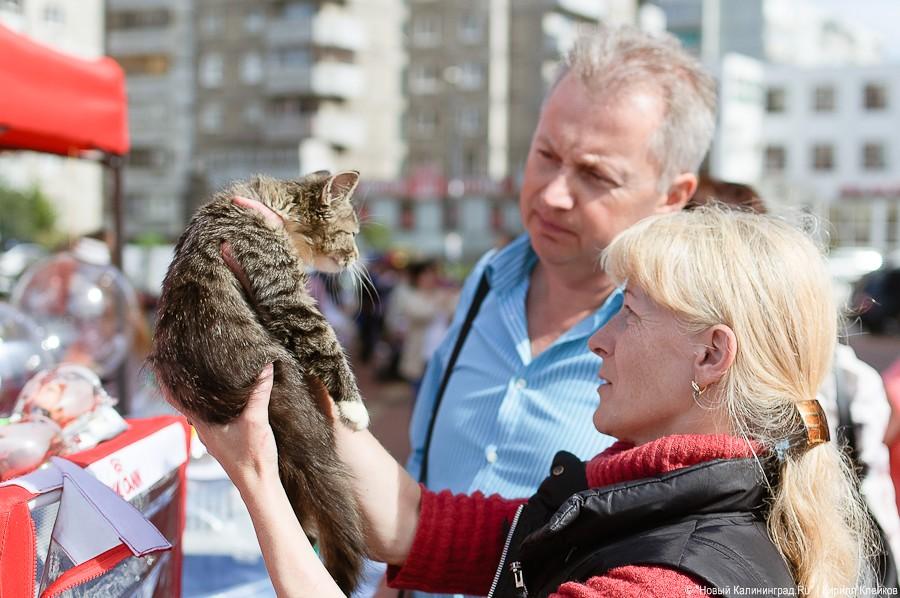 "Будем гладить всех мурчащих": фоторепортаж "Афиши Нового Калининграда.Ru"