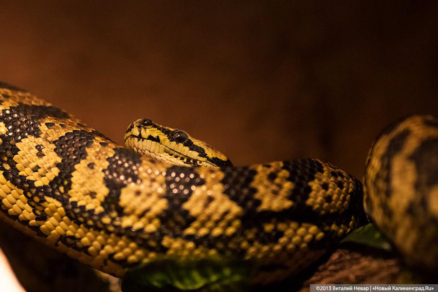 «Зов джунглей»: фоторепортаж с открытия первого калининградского экзотариума