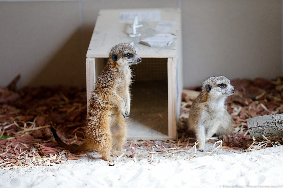 Просто милашки: в Калининградском зоопарке обживаются две самки сурикатов