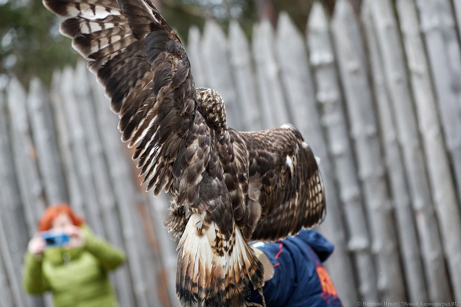 Пятеро местных и один залетный: на Куршской косе выпустили на волю канюков (фото)