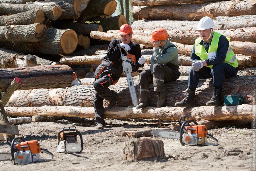 Лесной распил: как проходят соревнования лесорубов (фото)