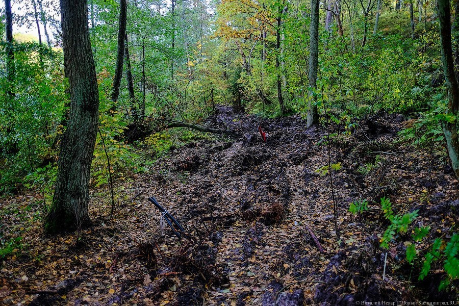 Муза освоения: как за федеральные деньги благоустраивают парк в Светлогорске