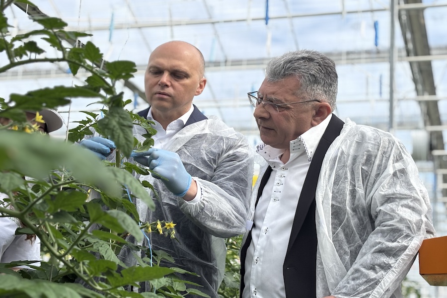 Губернатор в помидорах и шмели из Воронежа: как открывали новый комплекс теплиц