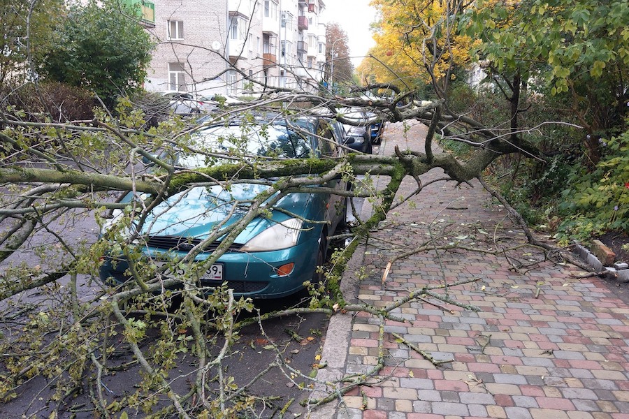 На Гостиной на машину упало дерево (фото)
