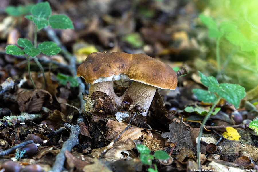 Они пошли: фоторепортаж с открытия «тихой охоты» в Калининградской области (фото)