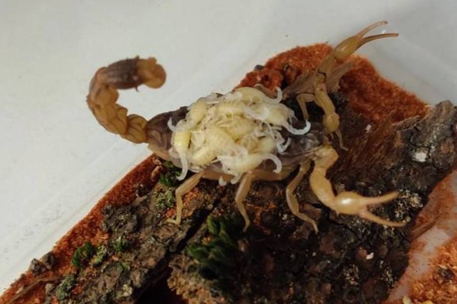 Калининградский скорпион, найденный в картошке, нарожал детенышей