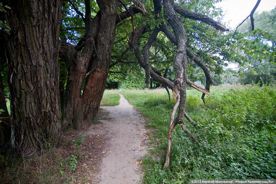 В ожидании чуда: судьба Макс-Ашманн-парка