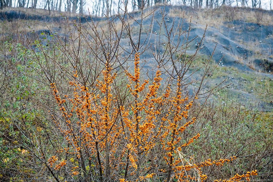  Не рассчитали силы: как выглядит будущий променад в Светлогорске (фото)