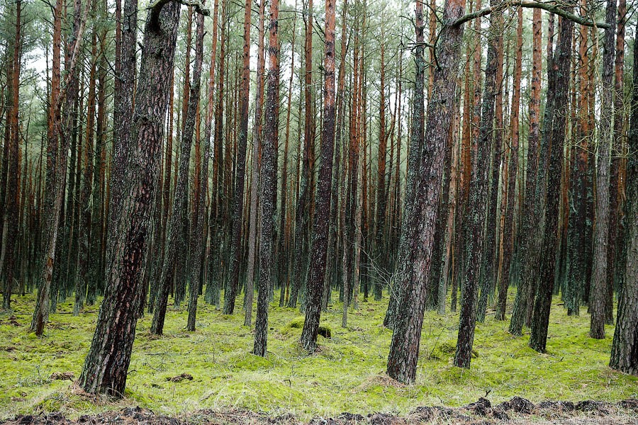 Калининград занял первое место в экологическом рейтинге National Geographic