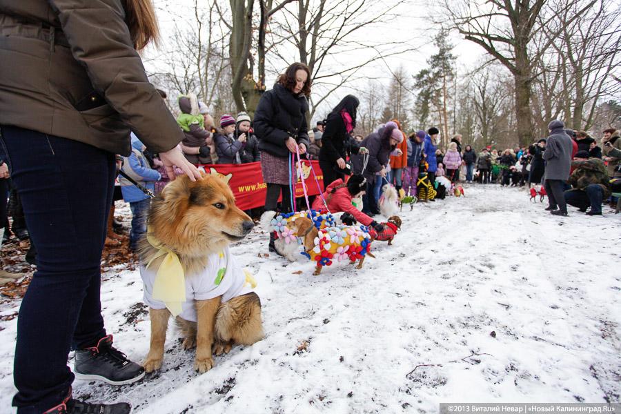 «Праздник для собак»: фоторепортаж из Ботанического сада