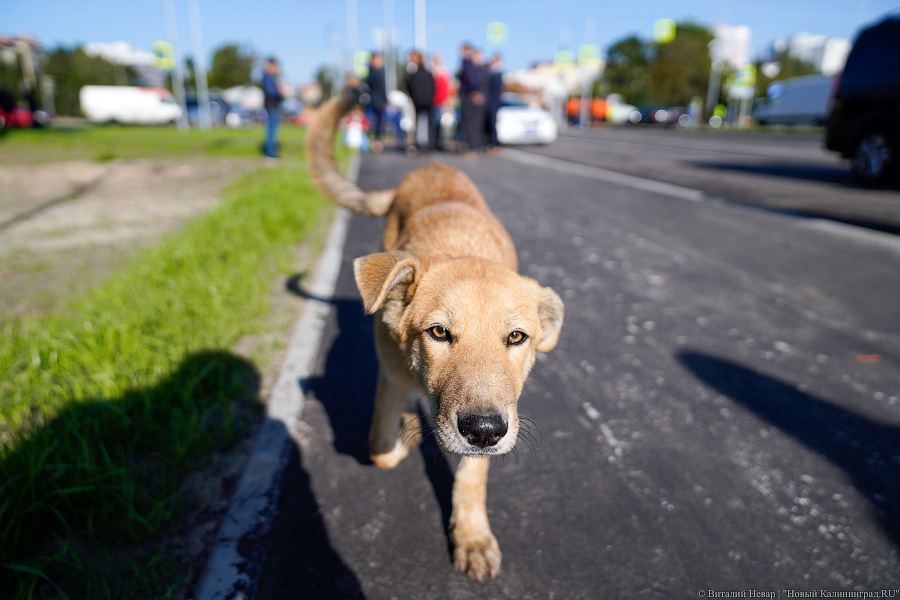 Две-четыре полосы: ул. Гагарина открылась после реконструкции (фото)