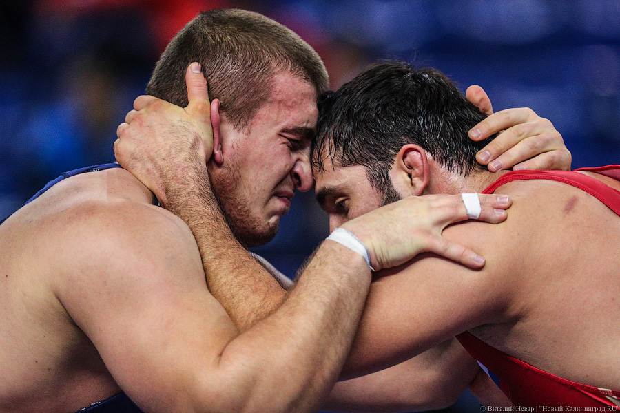 Просто мощь: чемпионат России по греко-римской борьбе идет в Калининграде (фото)