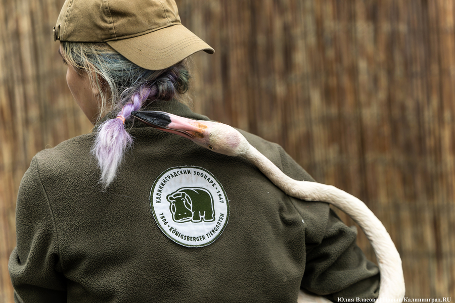 Вольные птицы: в зоопарке Калининграда пернатых выпустили в водоемы (фото)