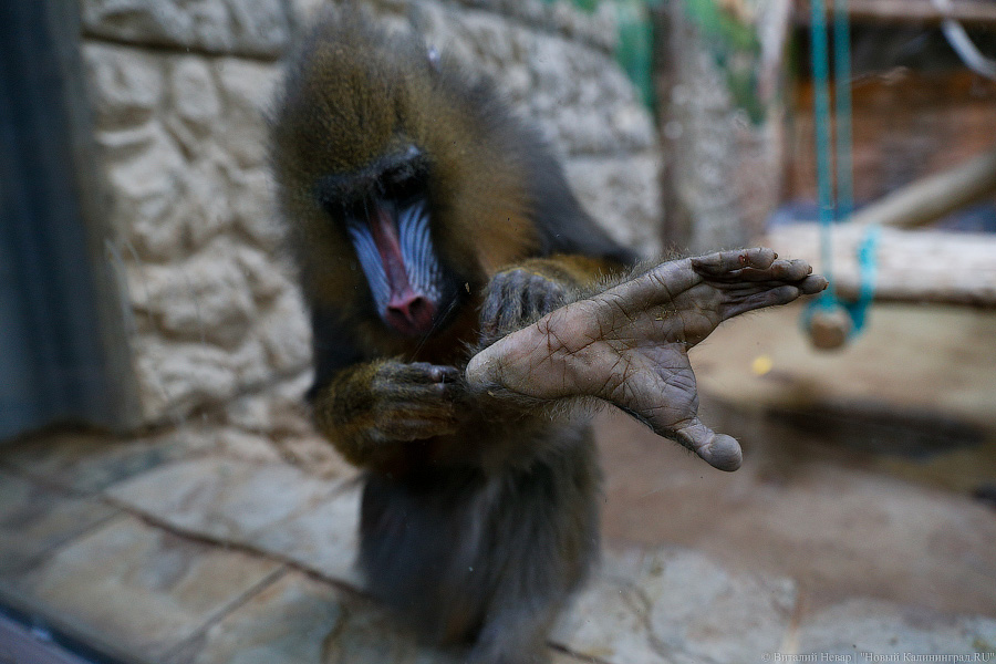 Варяг из Дании: в Калининградском зоопарке поселился орангутан Бенджамин