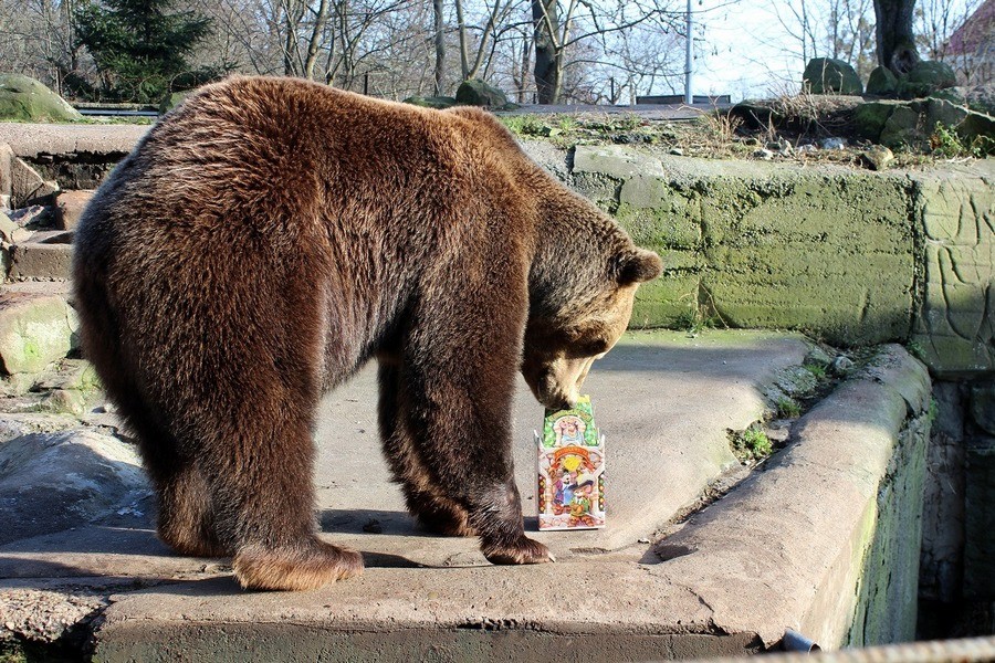 Медведице Ханни из Калининградского зоопарка подарили торт на 20-летний юбилей (фото)