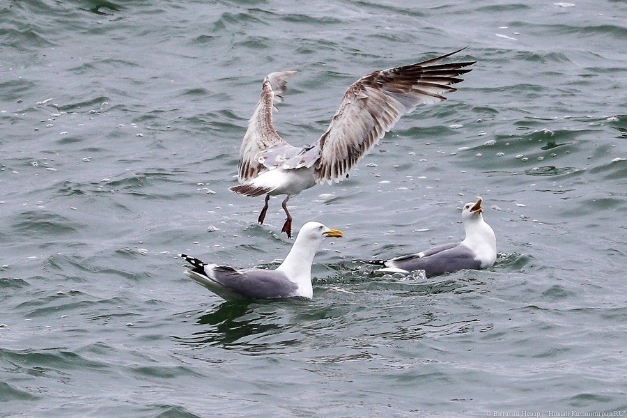 Много лиственницы и чуть песка: как выглядит светлогорский «пляж»  