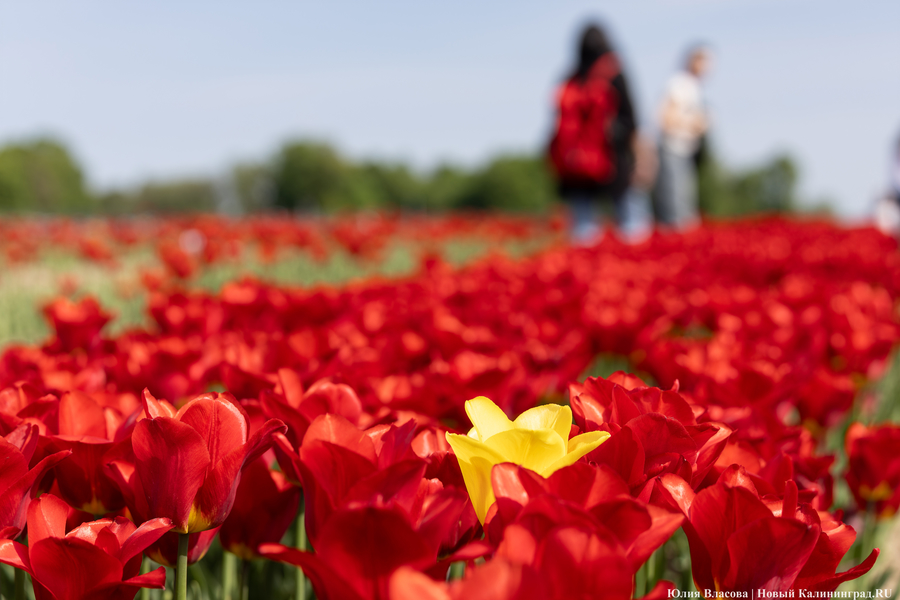 В Калинково открыли для посетителей тюльпановое поле (фото)