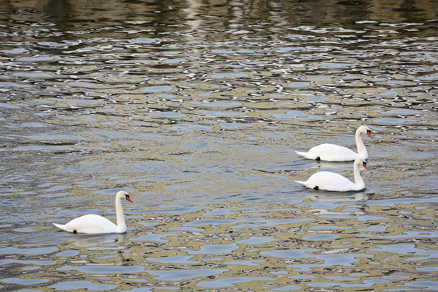 Хаос под белым покрывалом: как выглядит утонувший в снегу Калининград (фото)