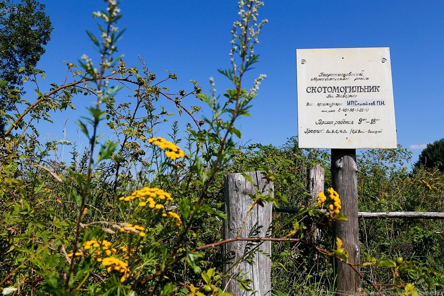 Россельхознадзор захоронил на скотомогильнике более 605 кг «санкционки»