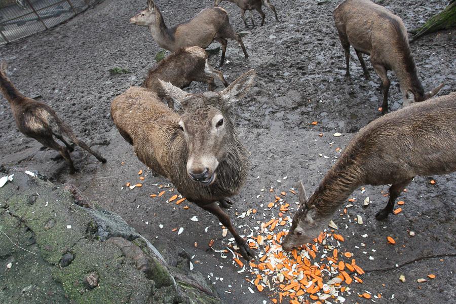 Конина к году Лошади: зоопарк раздал животным любимые лакомства