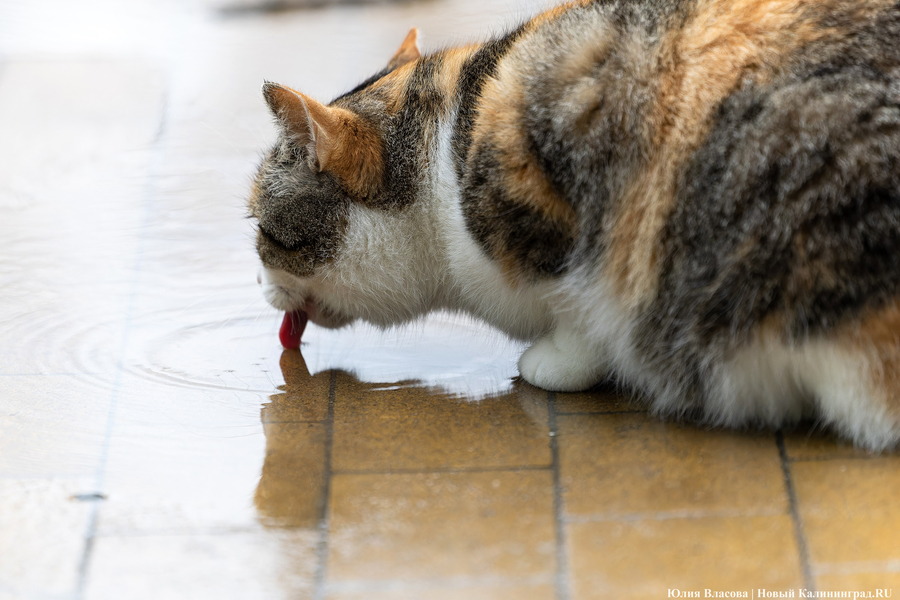 Погода в Калининградской области 30 марта