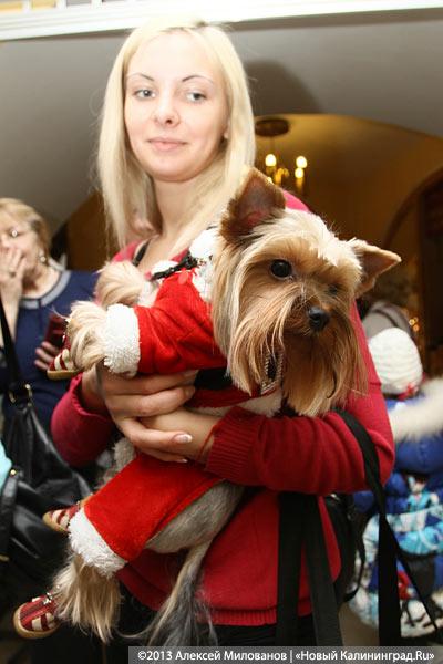 «Ой какая маленькая»: дефиле мини-собачек в музее янтаря