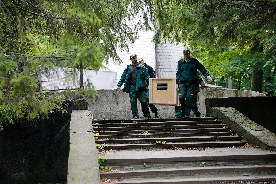 Тюлений «выпускной»: как животные из зоопарка обрели свободу на Балтике
