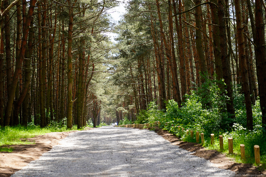 «Не врите мне»: фекалии в воде не портят отдых калининградским купальщикам (фото)
