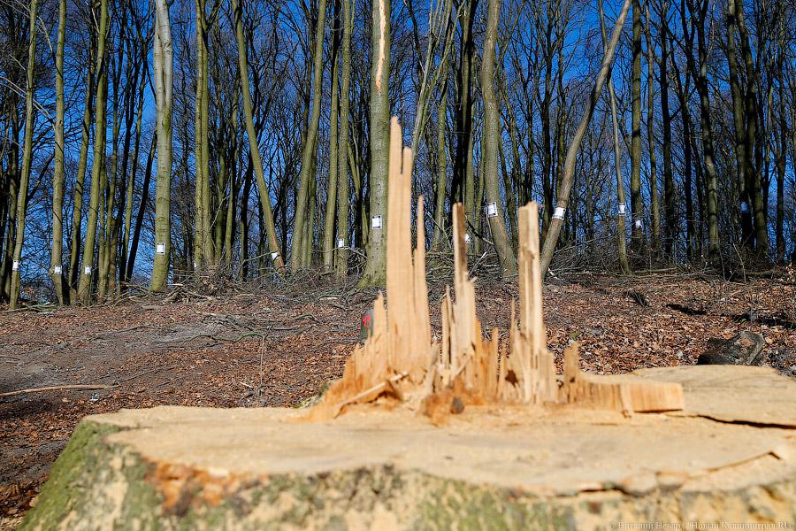 Пеньки в Холмогоровке: кто вырубает лесопарк под Калининградом