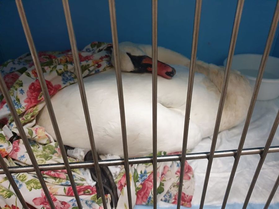 В калининградских озерах гибнут лебеди, есть признаки отравления