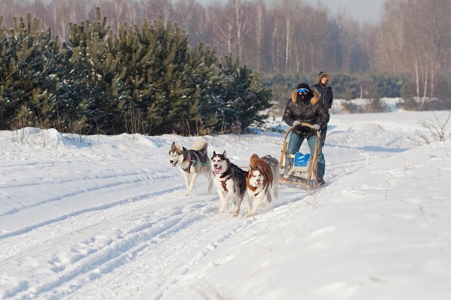 «Сказки о хаски»: фоторепортаж с тренировки ездовых собак и интервью с владельцами