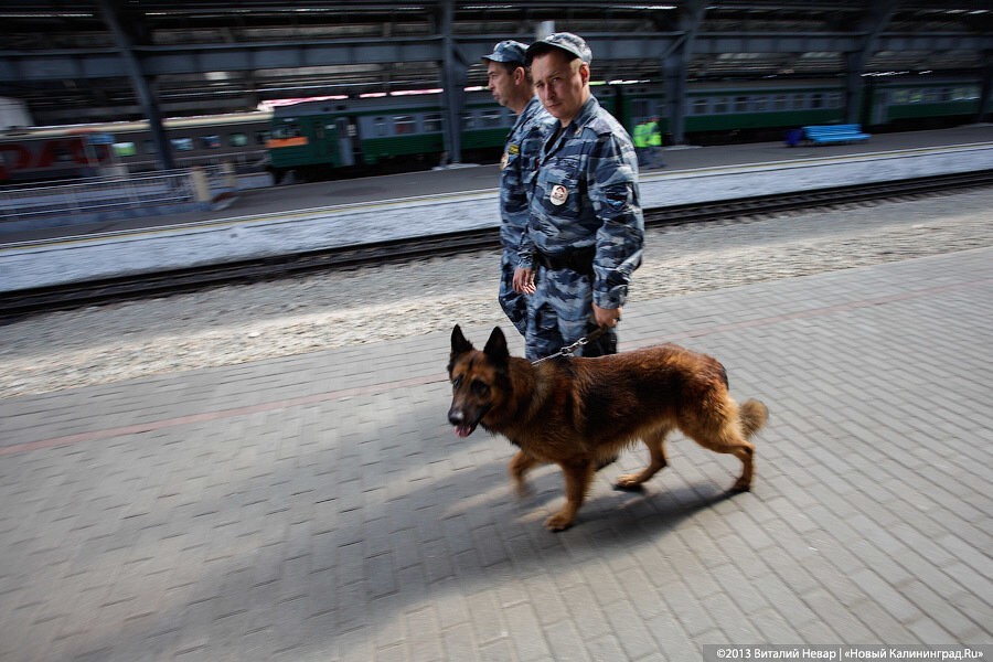 Полиция Калининграда нашла хозяев для «вышедших на пенсию» собак