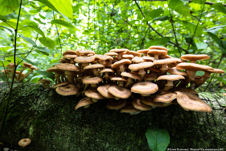 Они пошли: фоторепортаж с открытия «тихой охоты» в Калининградской области (фото)