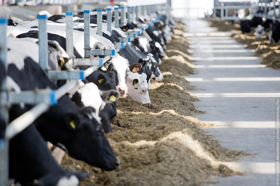 Голштино-фризская «карусель»: в Полесском районе открылся новый молочный комплекс (фото)