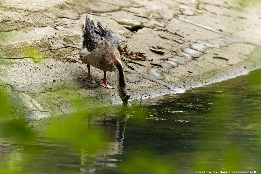 Вольные птицы: в зоопарке Калининграда пернатых выпустили в водоемы (фото)