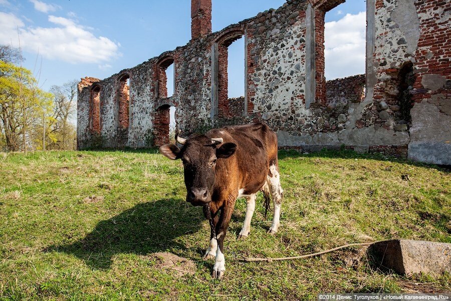 Станции по борьбе с болезнями животных направляют 11,6 млн на транспорт и одежду