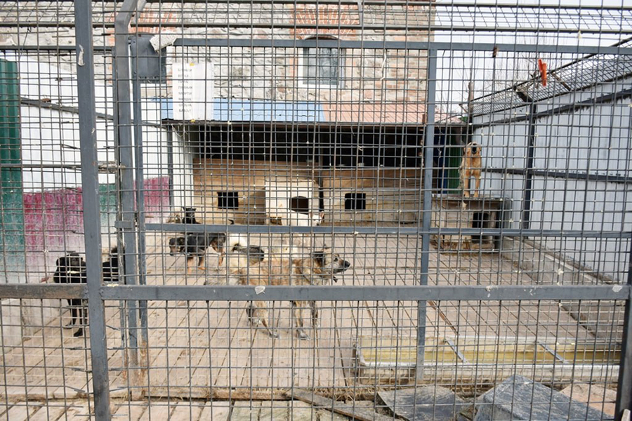 Минсельхоз заявил о готовности поддерживать приюты для бездомных животных