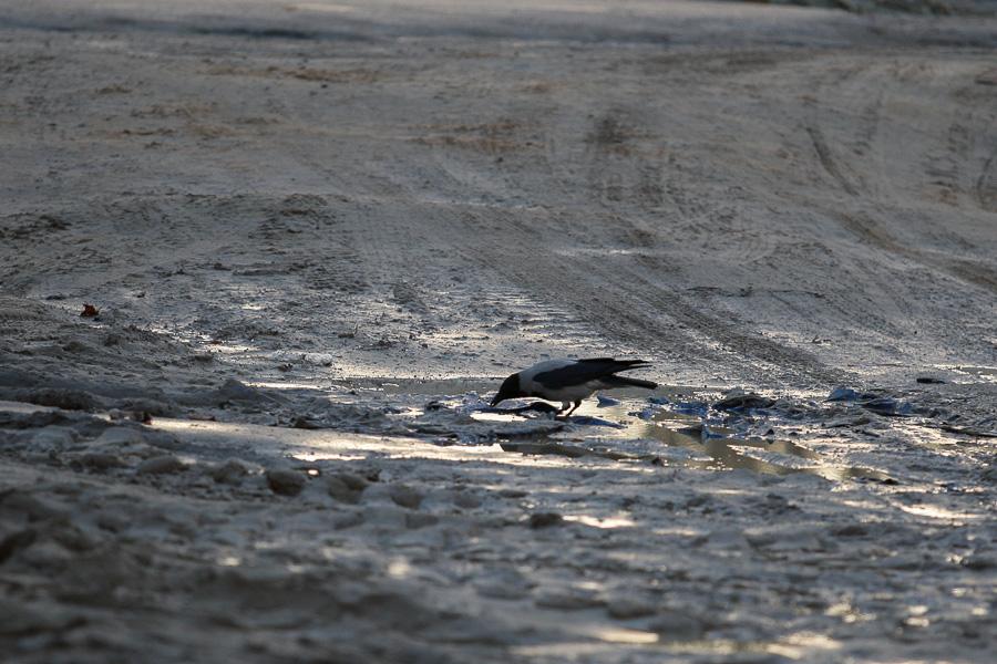 «Пока в никуда»: что происходит со строительством моста на Сельме