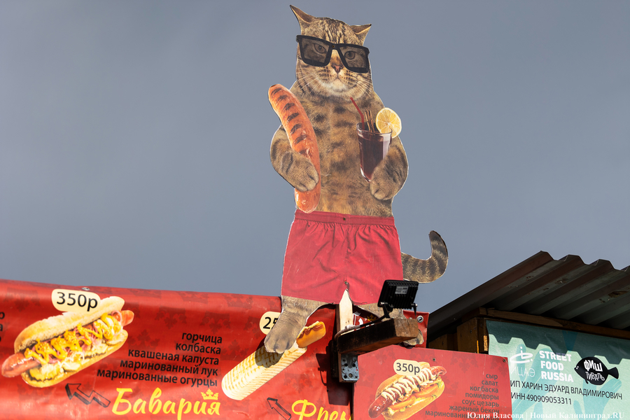 И рыба, и мясо: в Зеленоградске открылся гастрономический «Фиштиваль» (фото)