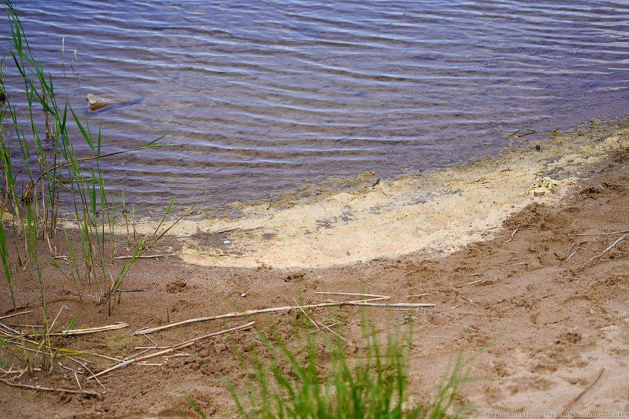 «Не врите мне»: фекалии в воде не портят отдых калининградским купальщикам (фото)