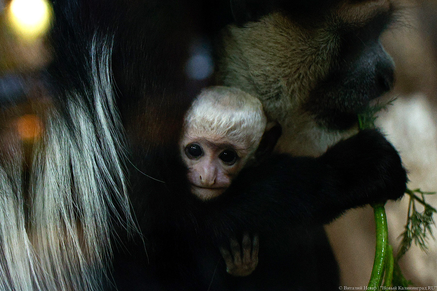 Детки Годзиллы: в Калининградском зоопарке родились колобусы (фото)