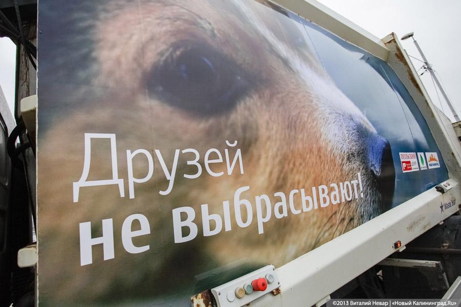 «Друзей не выбрасывают!»: В Калининграде началась акция, посвященная домашним животным