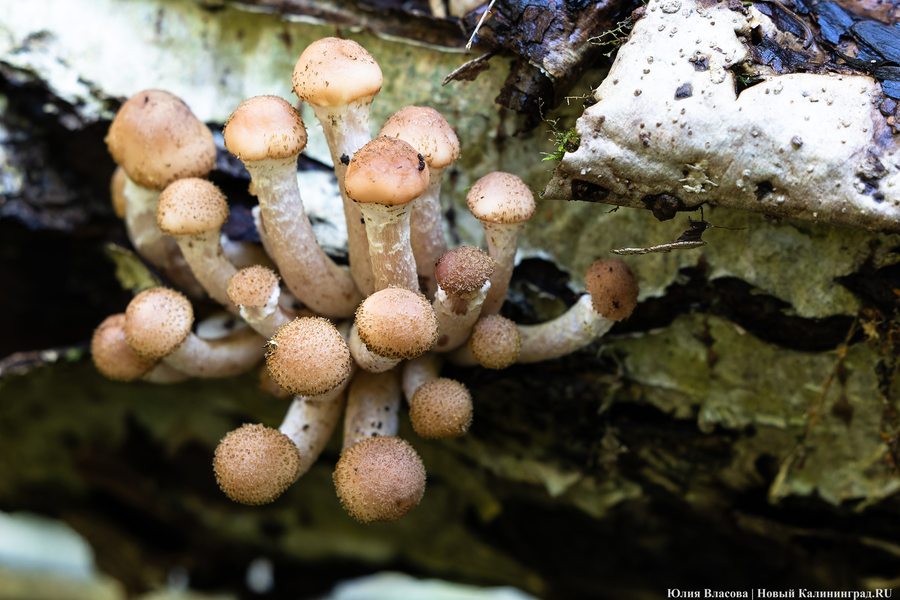 Они пошли: фоторепортаж с открытия «тихой охоты» в Калининградской области (фото)