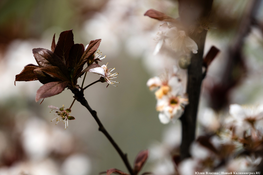 Показываем, как в Ботаническом саду цветут магнолии (фото)