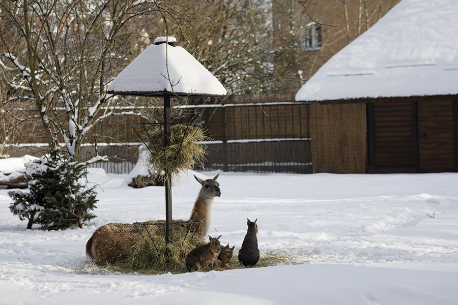 Фото: телеграм-канал Калининградского зоопарка