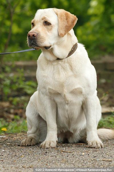 «Чистокровные двортерьеры»: фоторепортаж с выставки собак «Дворянское собрание»