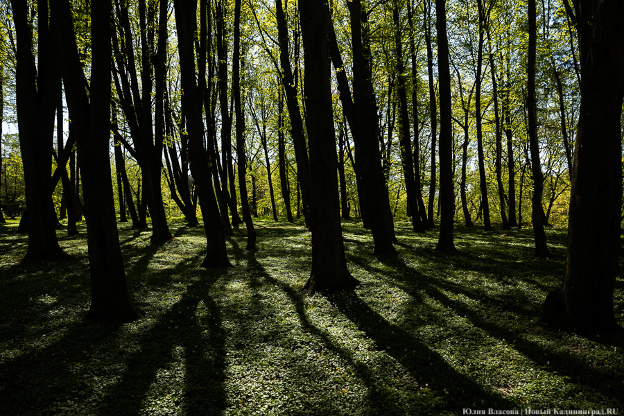 Природный парк «Виштынецкий» больше не имеет отношения к Роминтской пуще